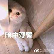 时代华娱&amp;学到艺术召开线上视频产品发布会，教育再度升级!