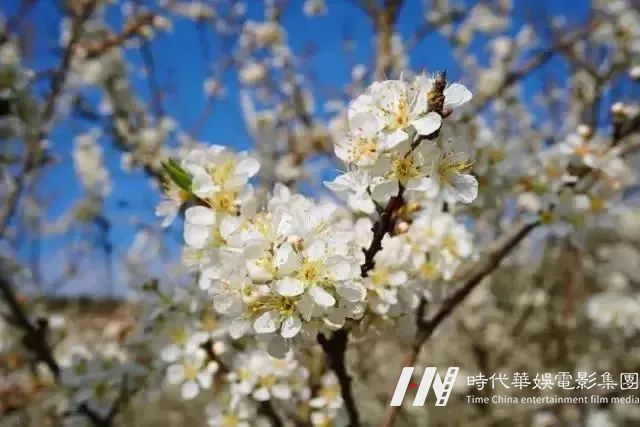 周末去哪儿丨从化一天亲子自驾游｜李花竹林溪谷徒步赏李花，探秘蜜蜂王国，手作豆腐花(图1)