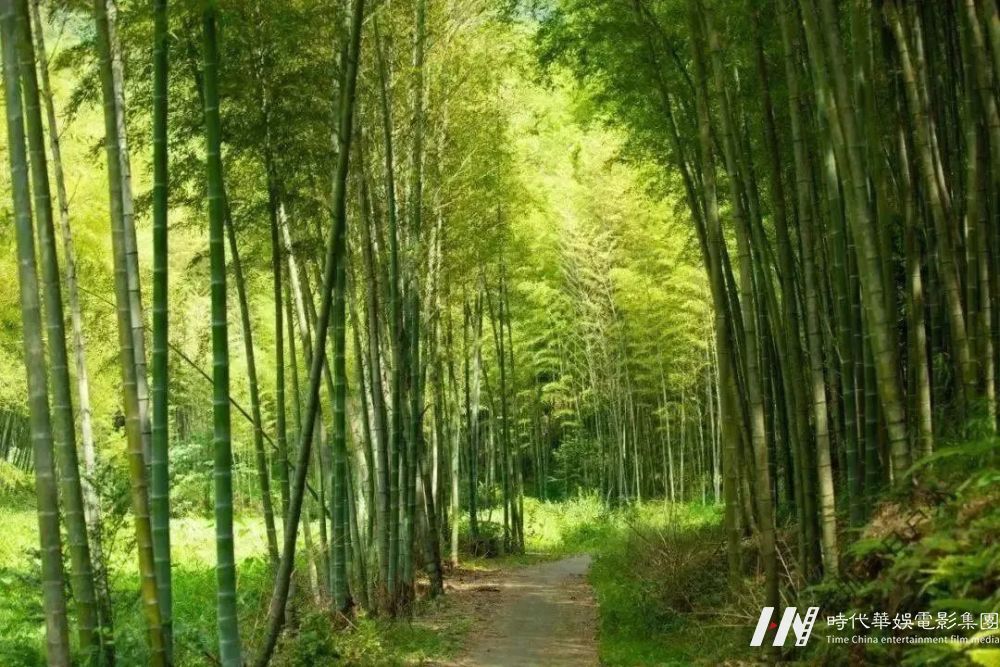 周末去哪儿丨从化一天亲子自驾游｜李花竹林溪谷徒步赏李花，探秘蜜蜂王国，手作豆腐花(图5)